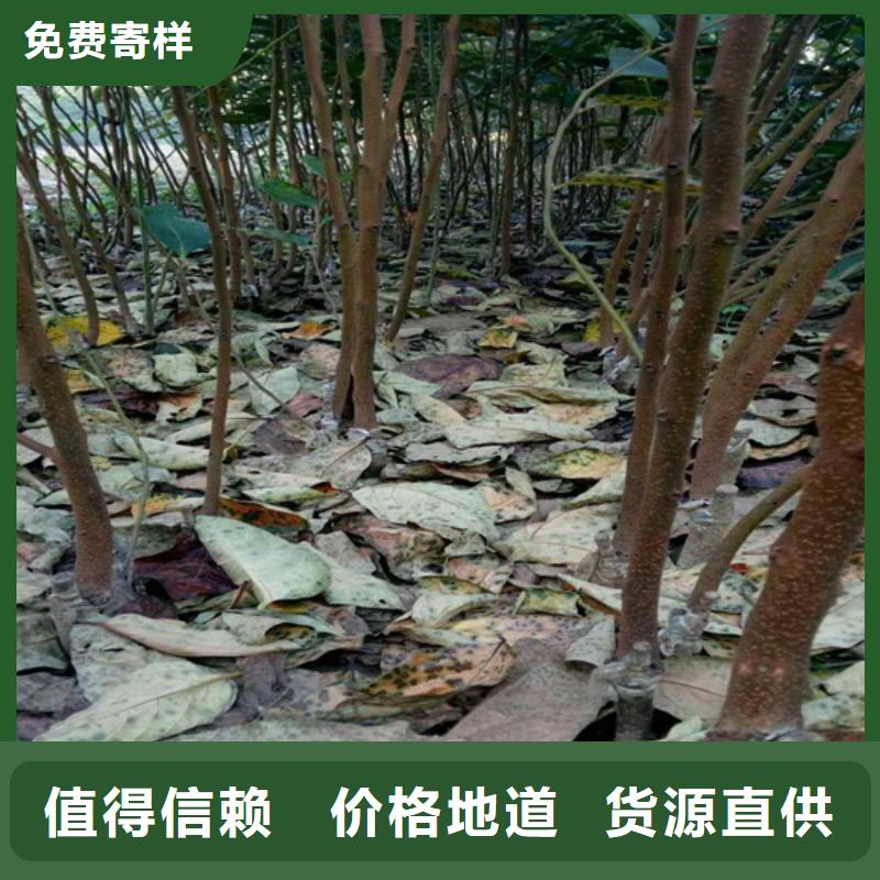 柿子樱桃苗订购