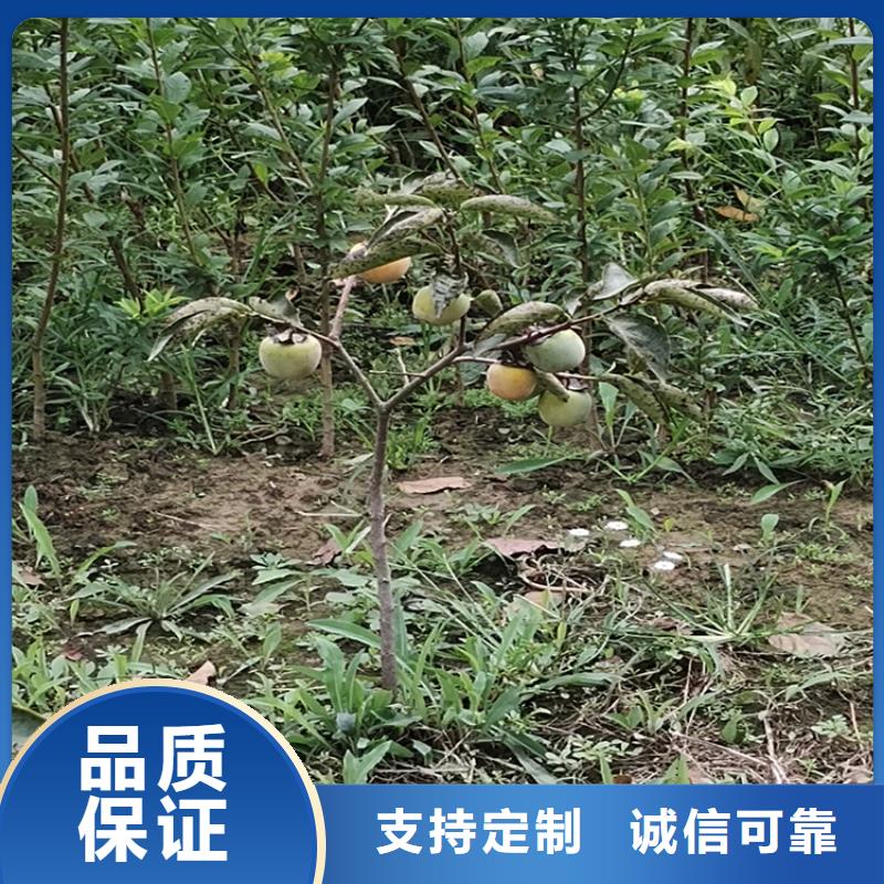 柿子【獼猴桃苗】交貨準(zhǔn)時
