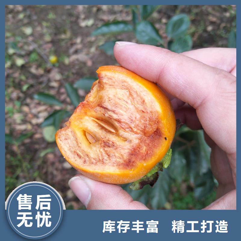 【柿子樱桃苗严谨工艺】