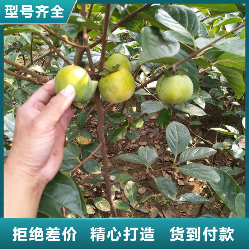 柿子櫻桃苗詳細(xì)參數(shù)