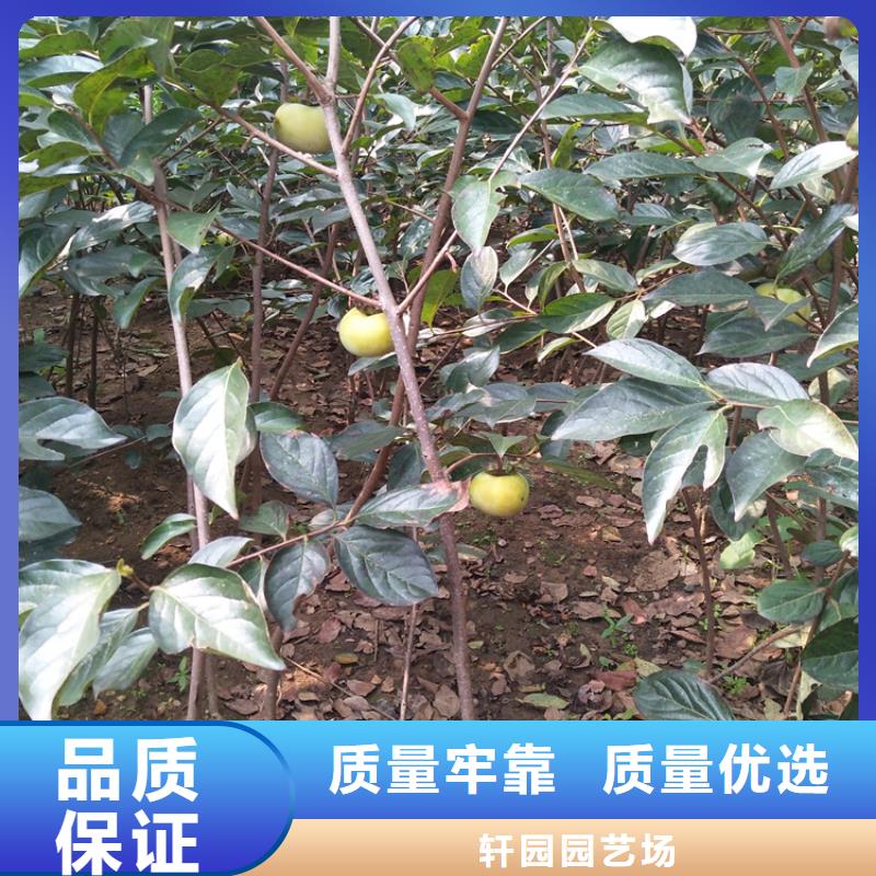柿子櫻桃苗訂購