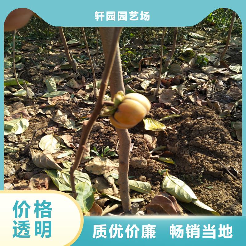 柿子,桃树苗工艺成熟
