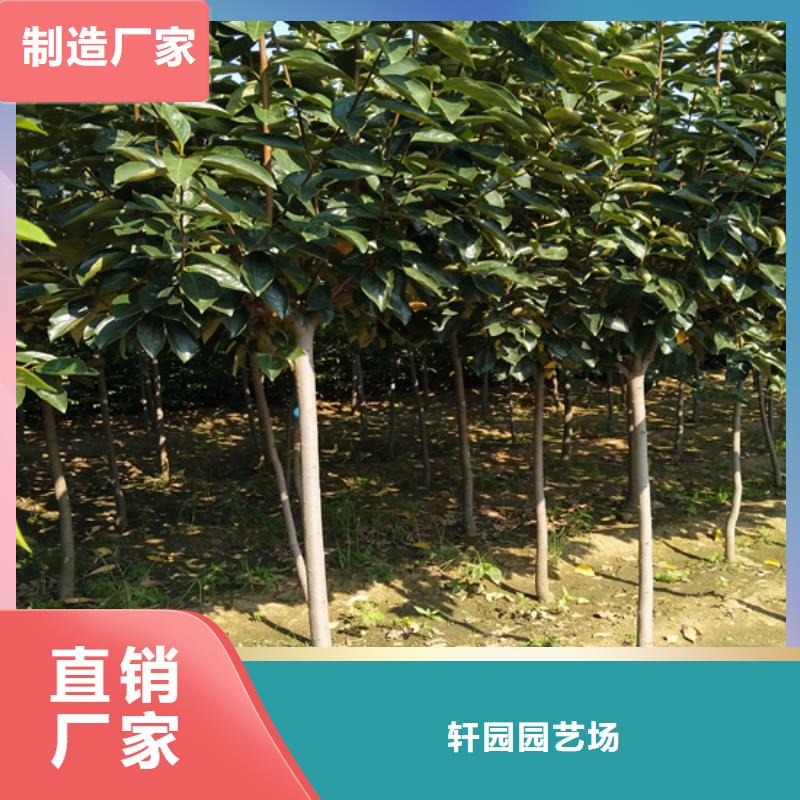 柿子櫻桃苗選擇我們沒錯(cuò)
