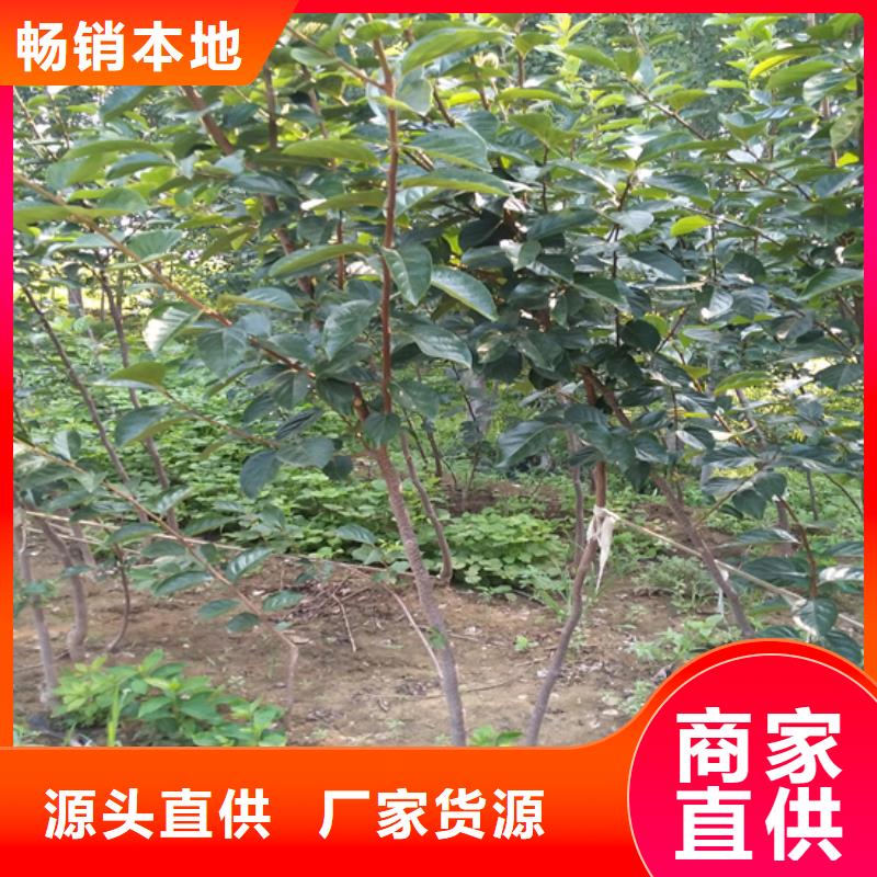 柿子櫻桃苗詳細(xì)參數(shù)