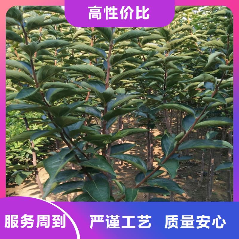 柿子,桃树苗工艺成熟