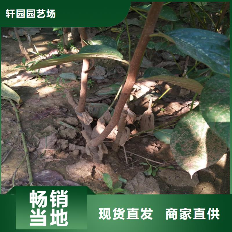 柿子樱桃苗订购