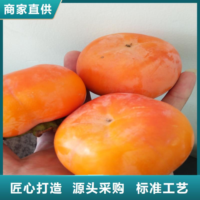 柿子,桃树苗工艺成熟