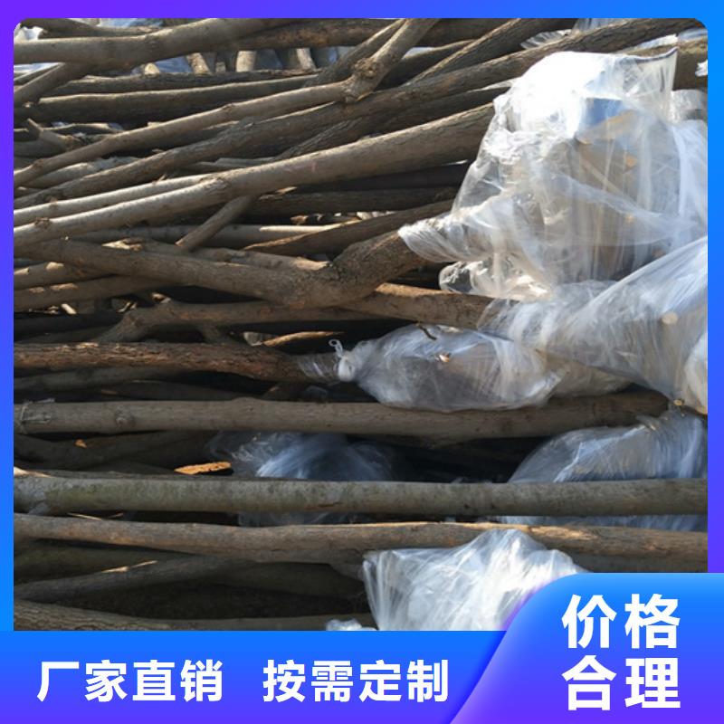 柿子樱桃苗订购