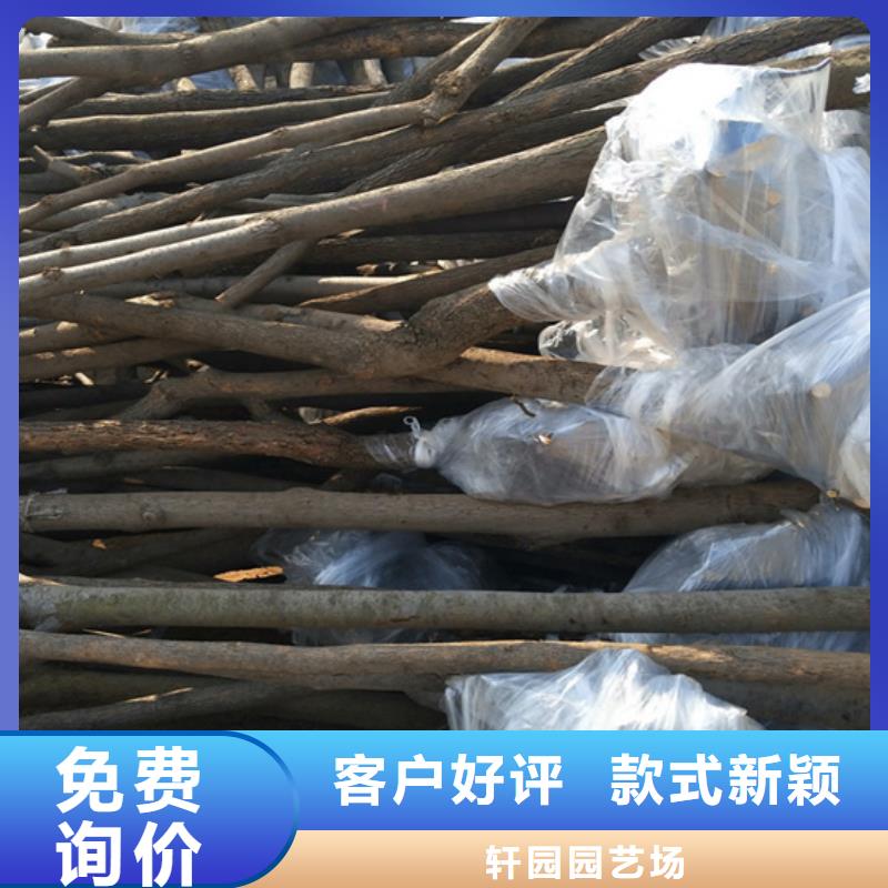 柿子【獼猴桃苗】交貨準(zhǔn)時
