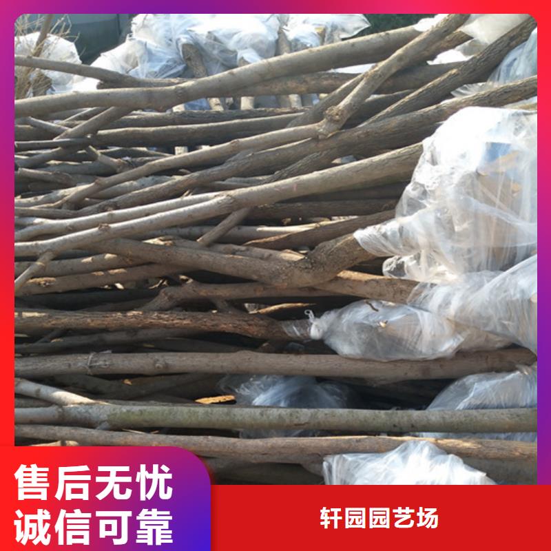 柿子櫻桃苗選擇我們沒錯