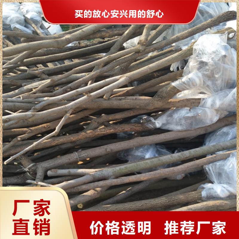 【柿子樱桃苗严谨工艺】