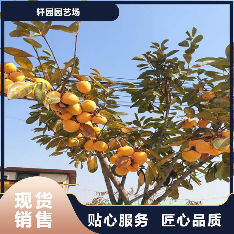 柿子樱桃苗订购