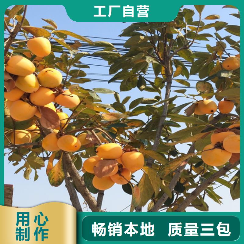 柿子櫻桃苗選擇我們沒錯(cuò)