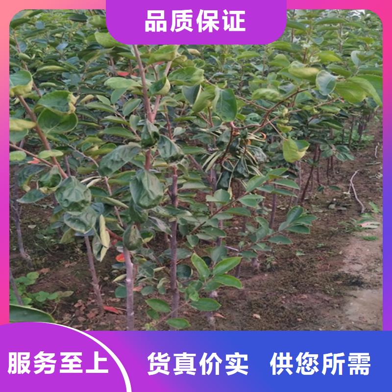 柿子【獼猴桃苗】交貨準(zhǔn)時