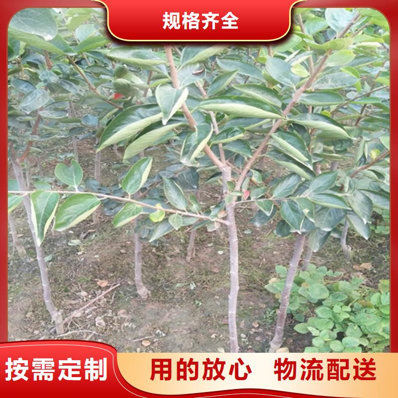柿子樱桃苗详细参数