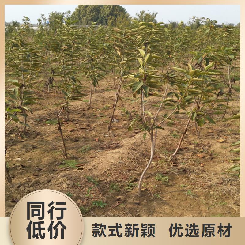 柿子,桃树苗工艺成熟