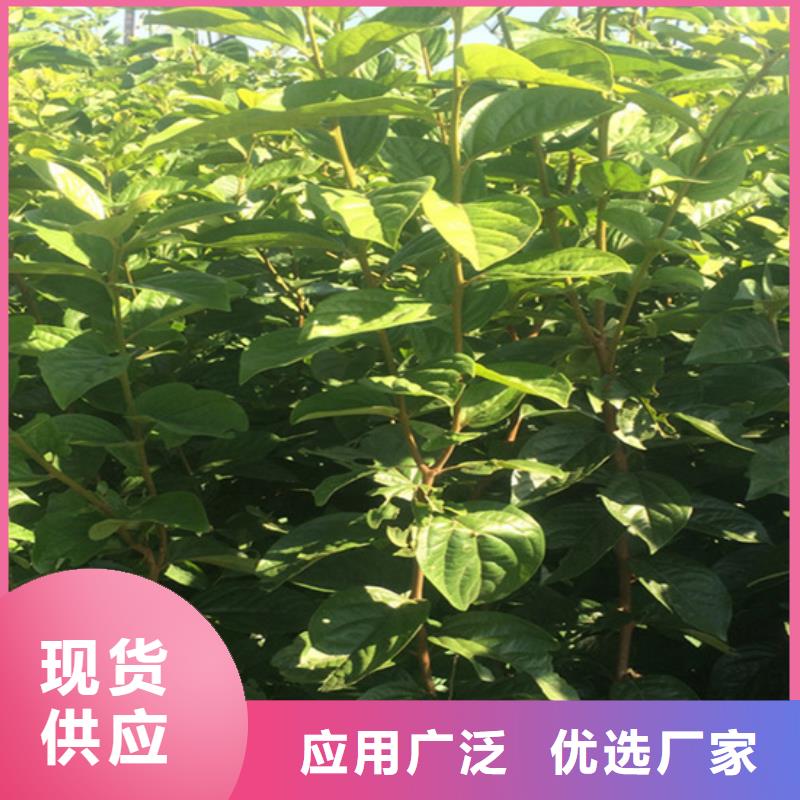 柿子-杏樹(shù)苗誠(chéng)信為本