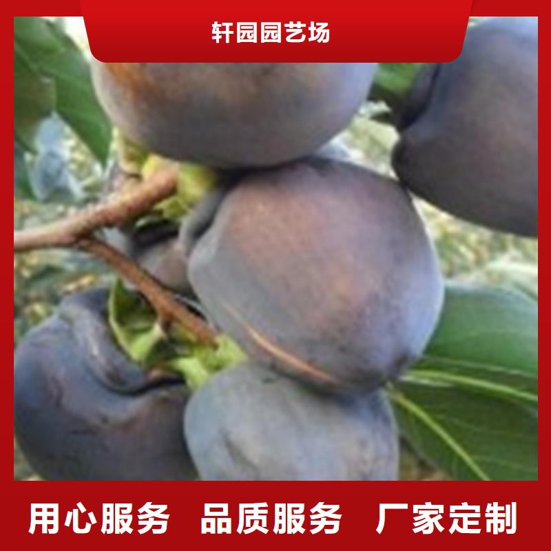 柿子樱桃苗订购