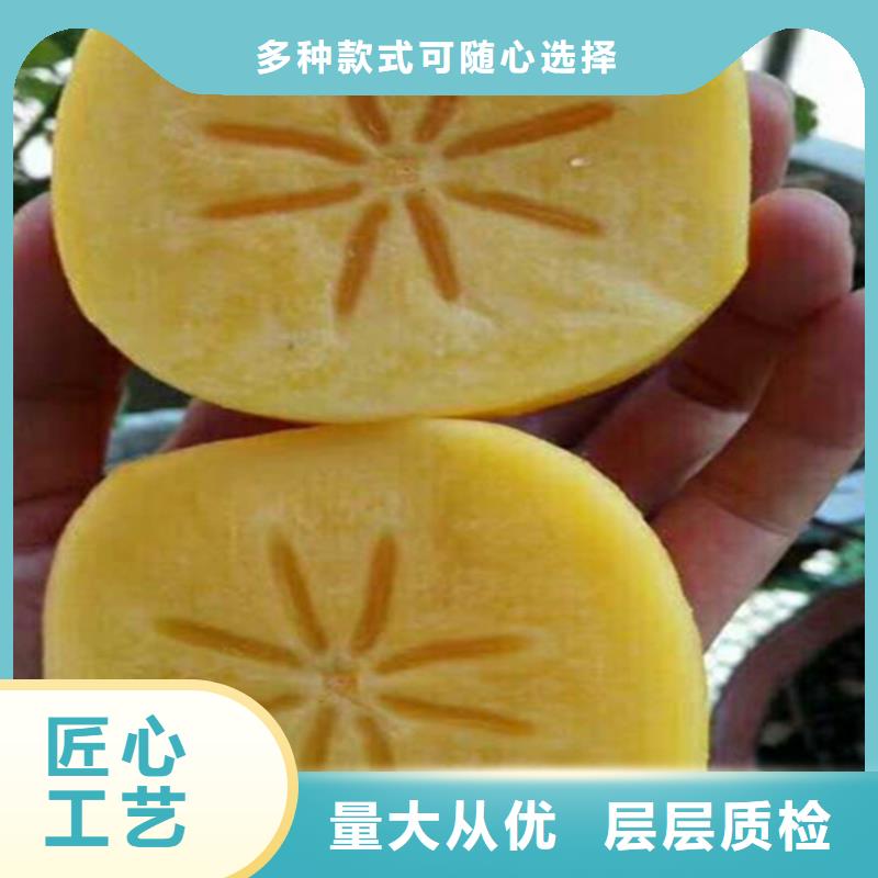【柿子樱桃苗严谨工艺】