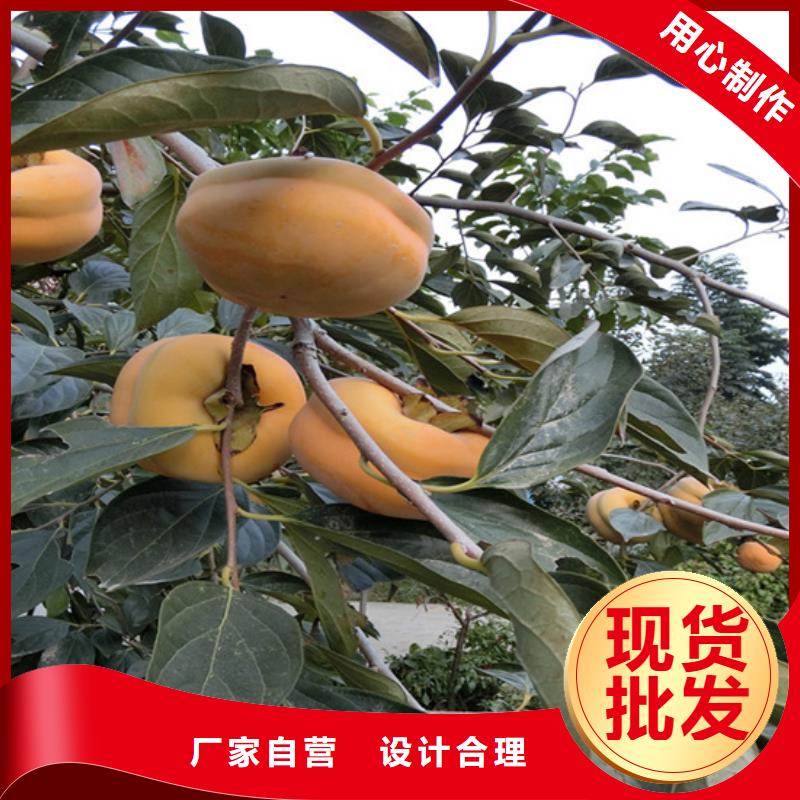 柿子櫻桃苗選擇我們沒錯