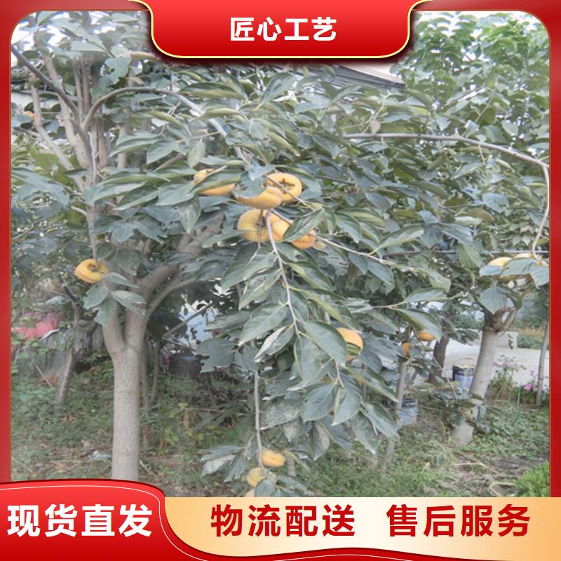 柿子,桃树苗工艺成熟