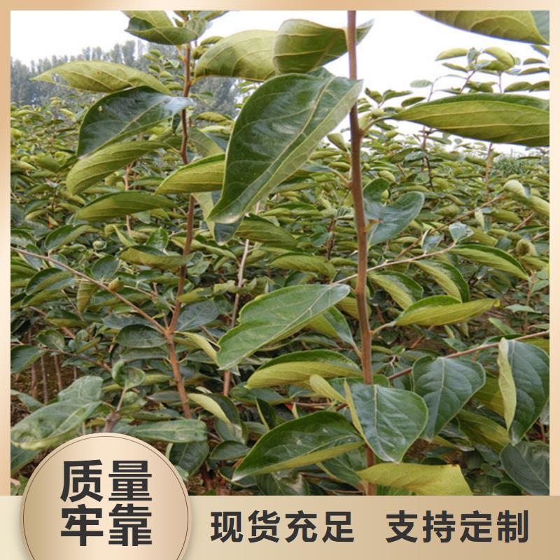 柿子櫻桃苗詳細(xì)參數(shù)