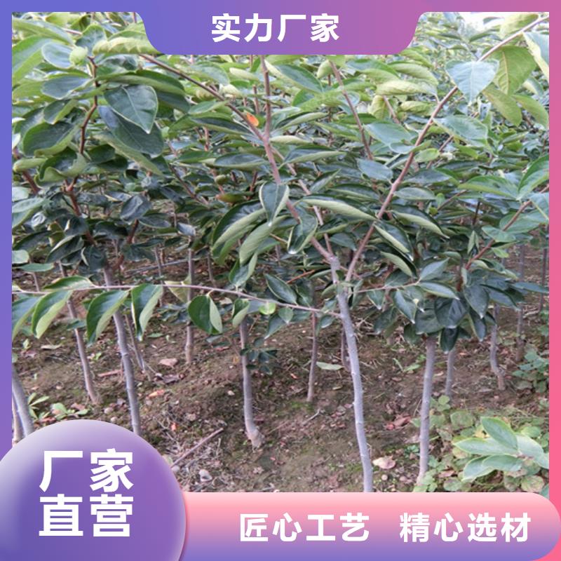 柿子櫻桃苗選擇我們沒錯