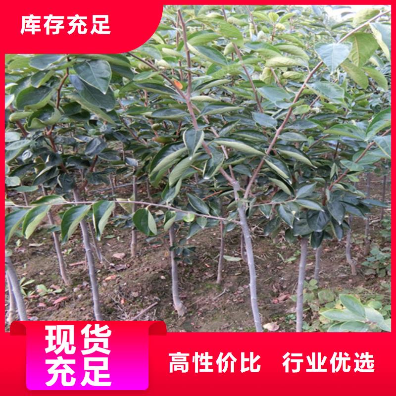 柿子,桃树苗工艺成熟