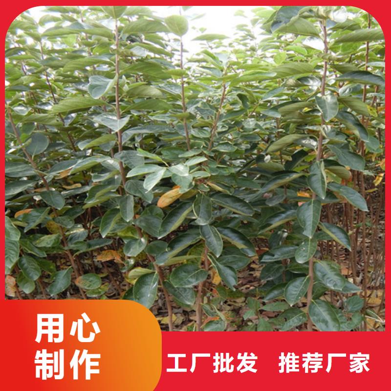 柿子櫻桃苗選擇我們沒錯(cuò)