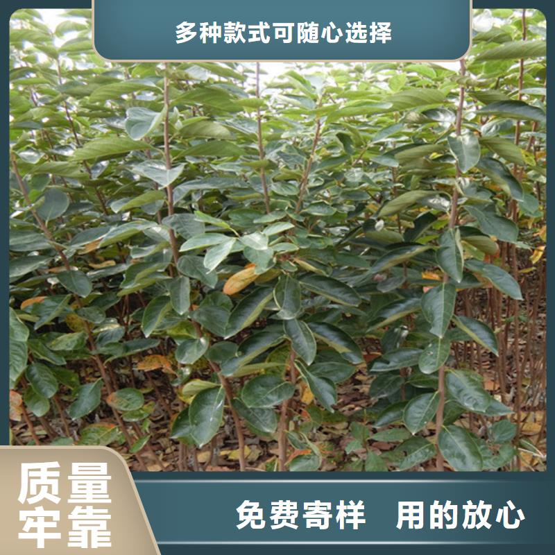 柿子,桃树苗工艺成熟