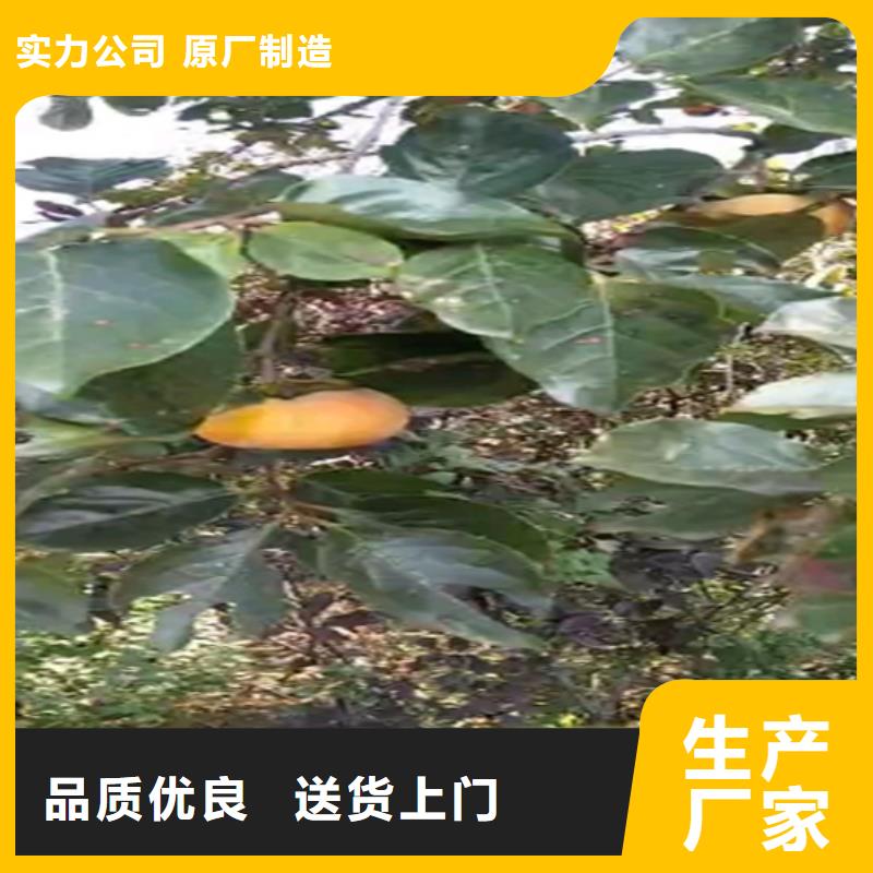 柿子,桃树苗工艺成熟