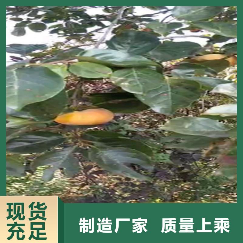 柿子櫻桃苗詳細(xì)參數(shù)