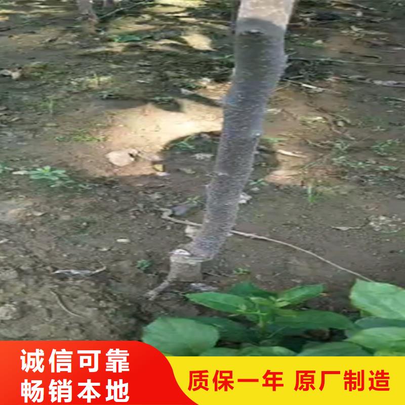 柿子櫻桃苗選擇我們沒錯(cuò)