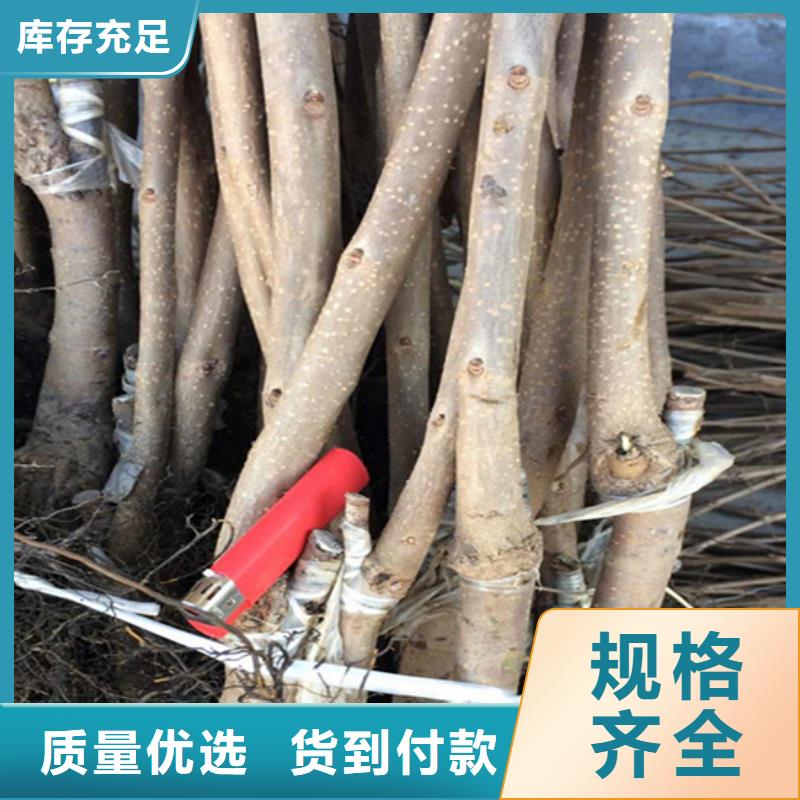 柿子,桃树苗工艺成熟