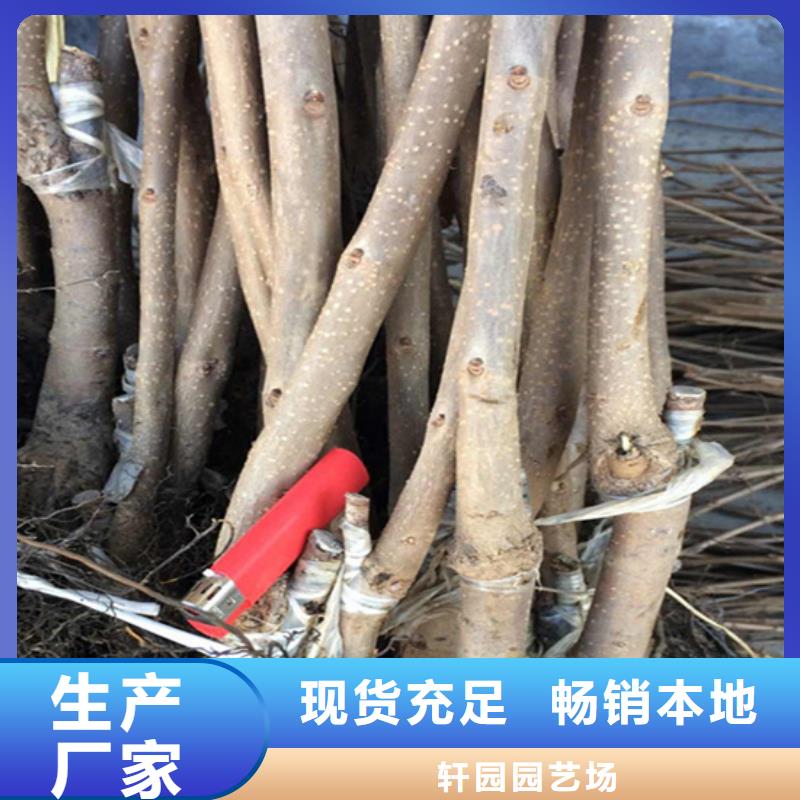 柿子櫻桃苗選擇我們沒錯(cuò)