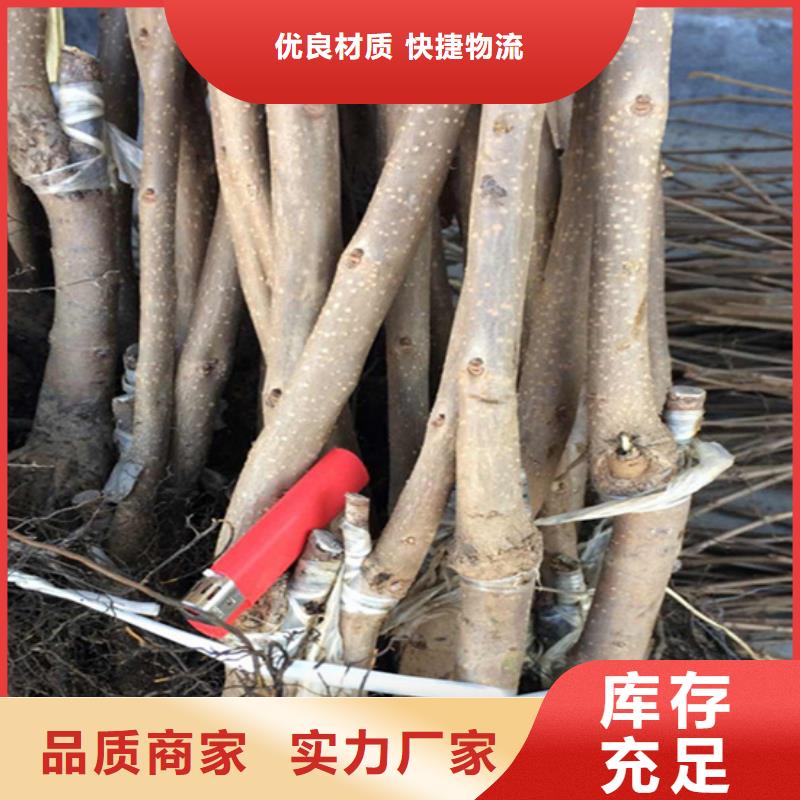 柿子,桃树苗工艺成熟