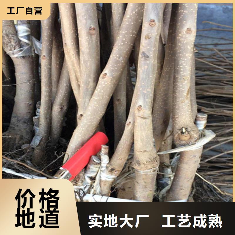柿子,桃树苗工艺成熟