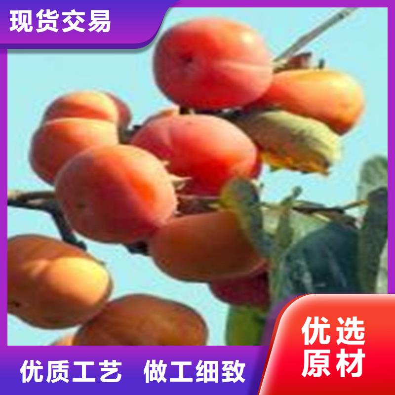 柿子,桃树苗工艺成熟