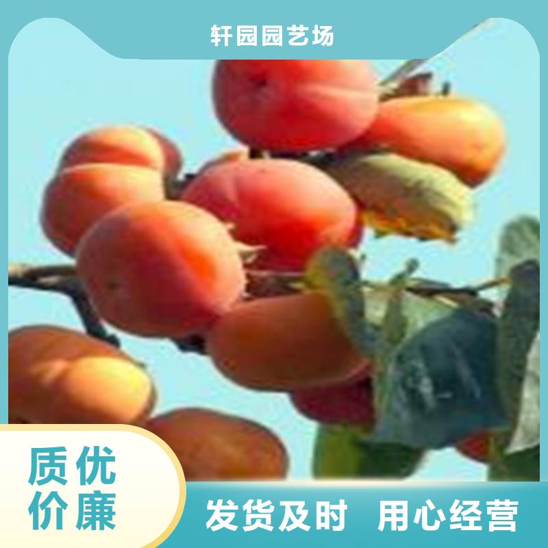 柿子櫻桃苗選擇我們沒錯(cuò)