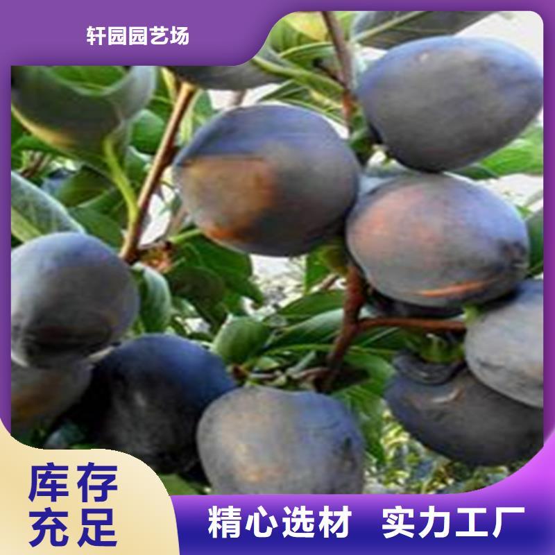 柿子,桃树苗工艺成熟