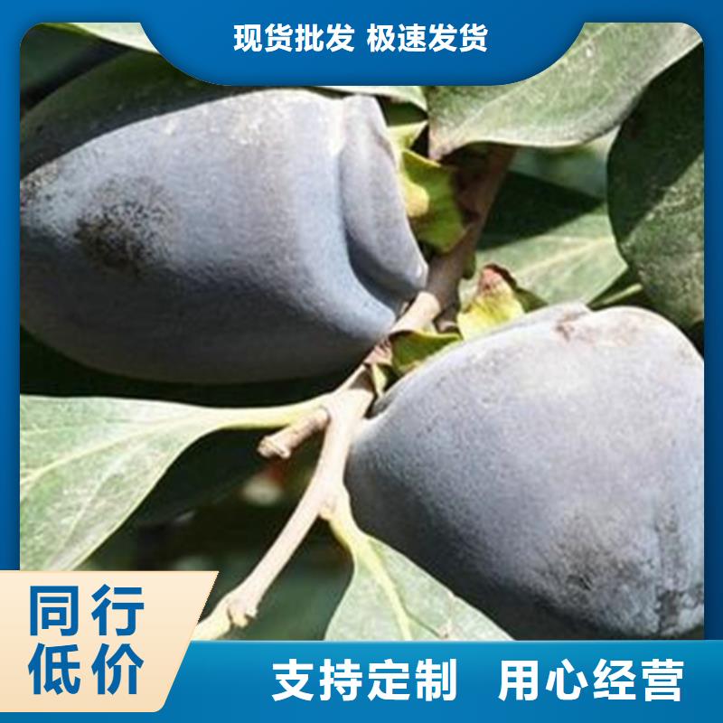 柿子,桃树苗工艺成熟