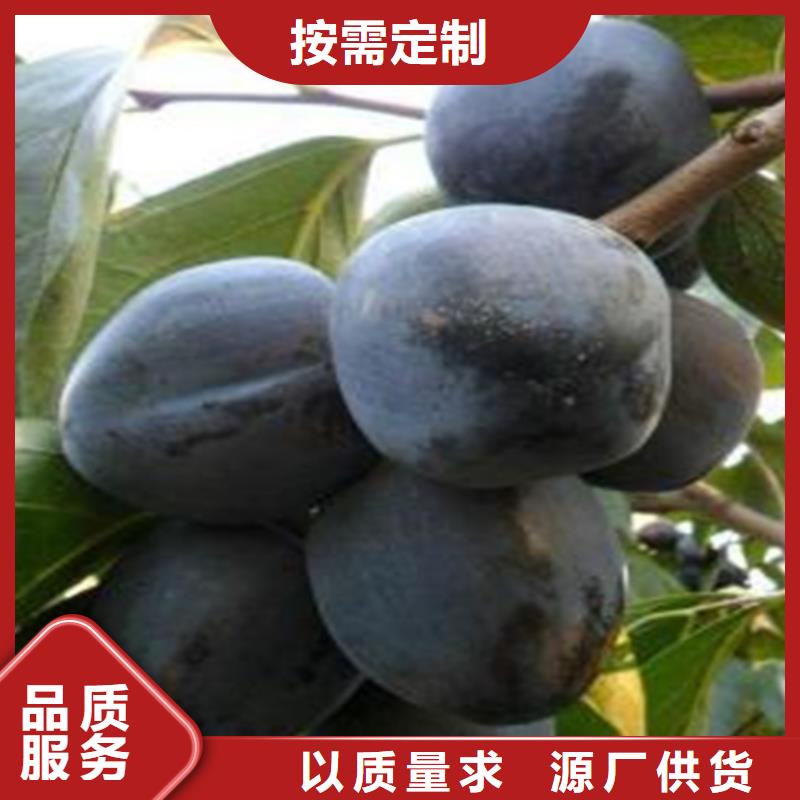 柿子,桃树苗工艺成熟