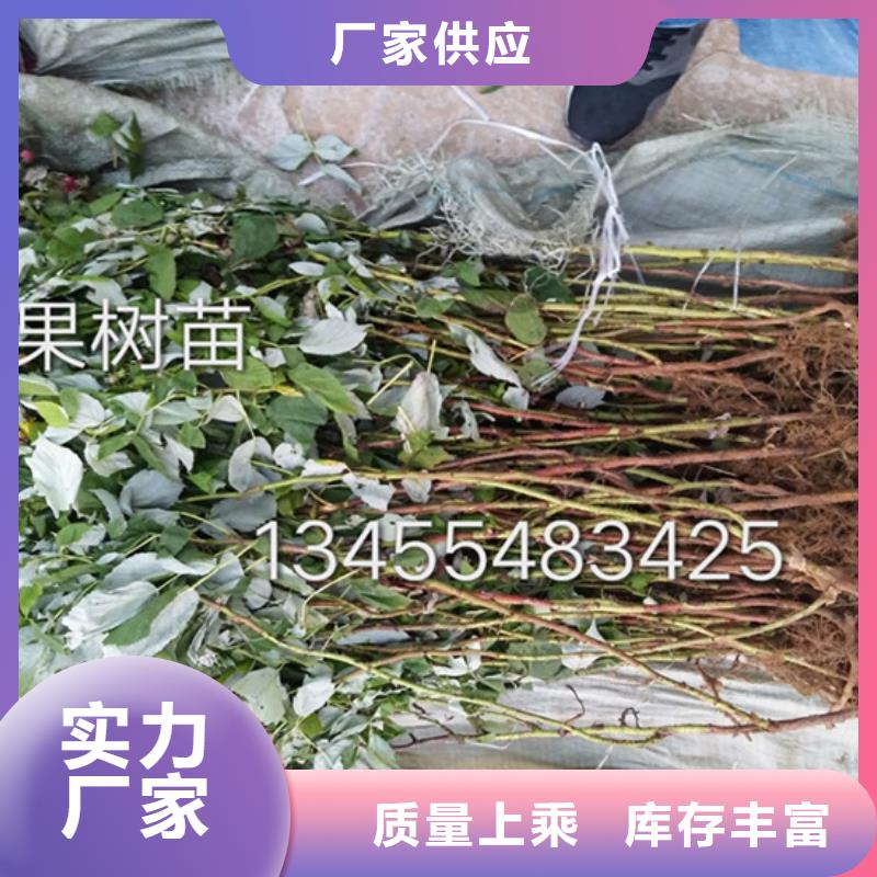 樹莓_板栗苗質(zhì)量層層把關(guān)