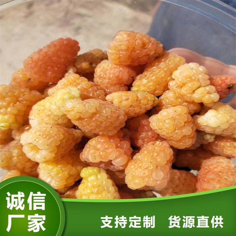 樹莓蘋果苗專注產品質量與服務