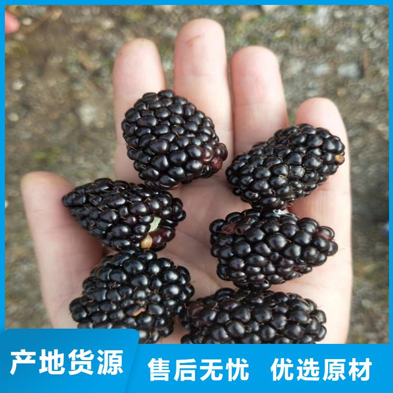 树莓苹果苗技术先进