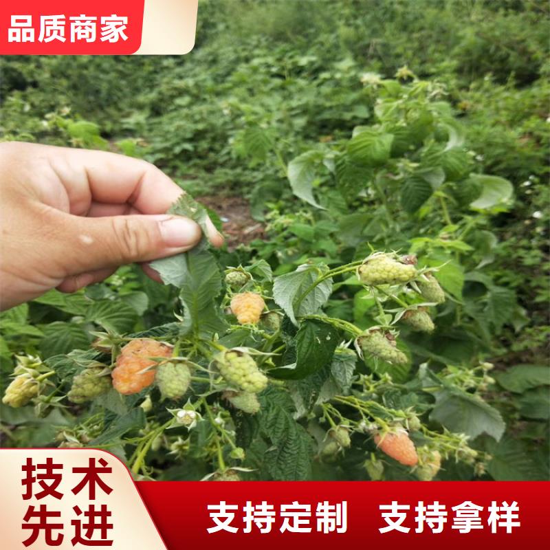 樹莓-杏樹苗嚴(yán)選材質(zhì)