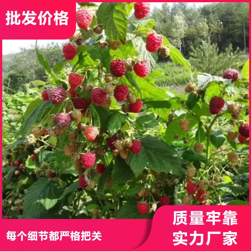 樹莓蘋果苗專注產品質量與服務