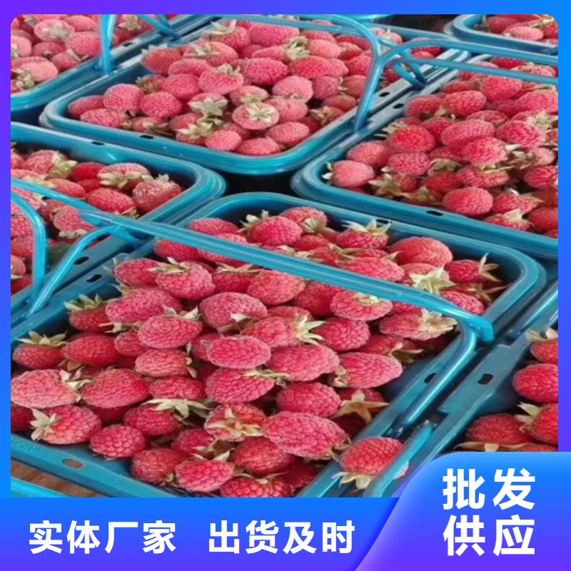 树莓奶油草莓实力雄厚品质保障