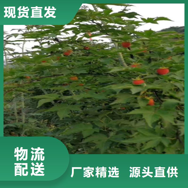 树莓奶油草莓实力雄厚品质保障