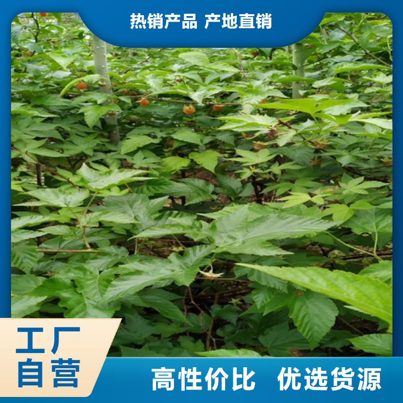 树莓苹果苗技术先进